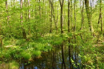 Fototapeta na wymiar Water channel in Krakov wetlands swamp forest in Dolenjska, Slovenia with a reflection in the water