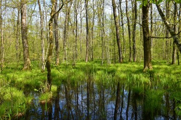 Obraz premium Swamp wetlands in Krakov forest with pedunculate oak (Quercus robur) treesand aquatic plant in Dolenjska, Slovenia