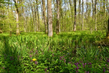 Wetland swamp Krakov forest with pedunculate oak (Quercus robur) trees and purple spotted...