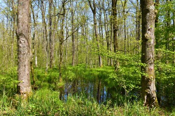 Naklejka premium Wetland swamp with pedunculate oak (Quercus robur) trees and aquatic plants growing in the flooded forest in Dolenjska, Slovenia