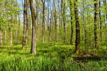 Wetlands swamp Krakov forest with tall pedunculate oak (Quercus robur) trees in Dolenjska, Slovenia