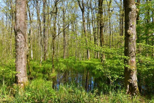 Wetland swamp with pedunculate oak (Quercus robur) trees and aquatic plants growing in the flooded forest in Dolenjska, Slovenia