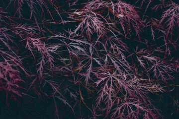 Red foliage of the weeping Laceleaf Japanese Maple tree Acer palmatum