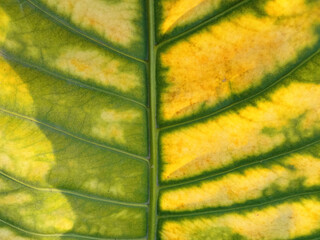 Closeup, Abstract green yellow striped leaf texture for background or design advertising product, Greenery nature plant leaves