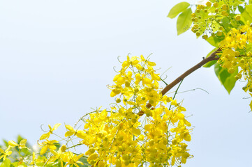 Golden shower , Cassia fistula or pudding pipe tree or yellow flower
