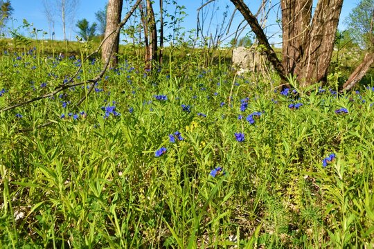 Blue purple gromwell (Lithospermum purpurocaeruleum) flowers