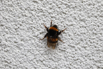 Hummel, Insekt