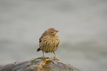 Juvenile Brown-headed Cowbird