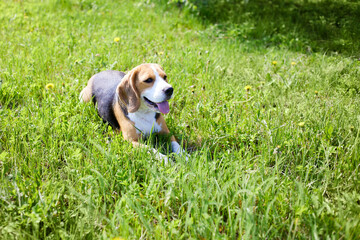 The dog beagle is lying on the green grass in a summer meadow on a hot sunny day.