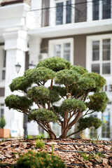 Bonsai tree. Bonsai tree in the courtyard of a modern residential complex. Beautiful decoration of a bonsai tree in a modern residential complex on the terrace. Big bonsai tree.