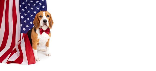 Beagle on the background of the American flag on a white isolated background. July 4 Independence...