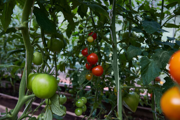 Bushes of green and ripe tomatoes. Growing organic tomatoes in a home greenhouse. Healthy food.