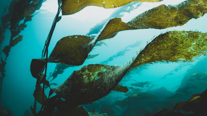 Kelp Forests 15