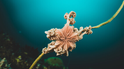 Basket Star 2