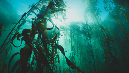 Kelp Forests 13