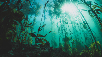 Kelp Forests 12