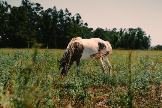White horse with brown spots grazing in green field
