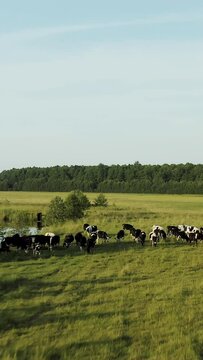 Drone video. We fly over the cows. A herd of cows feed in a meadow near a lake and forest. Vertical video.