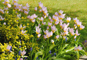 Fototapeta premium Pink tulips, spring plants of Surbiton. 