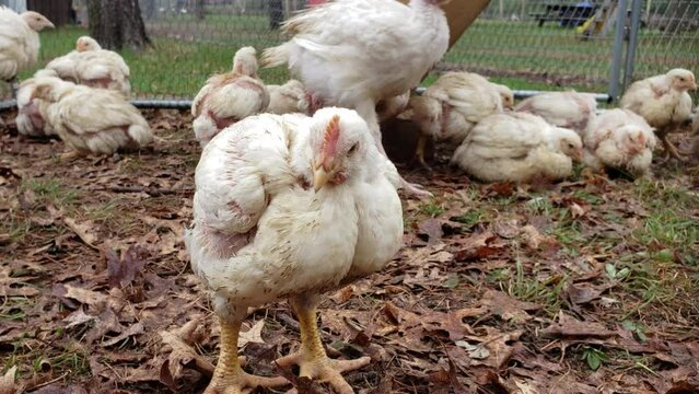 Close up of young broiler standing in outdoor enclosure while more chicks and young turkeys walk in the background.