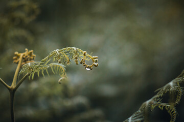 
Gouttes, gouttelettes d'eau suspendues a une plante, fougère
