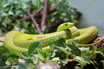 Gewöhnliche Mamba / Eastern green mamba / Dendroaspis angusticeps