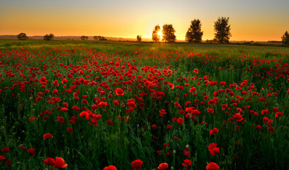 Poppy field at sunset near Kwidzyn, Poland. - 601761636