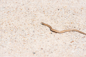 A snake is seen crawling on a beach in Australia
