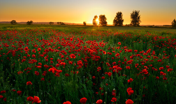 Poppy field at sunset near Kwidzyn, Poland.