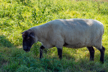 One white sheep with a black muzzle on a green pasture on a summer day. White sheep on green field