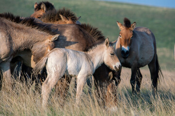 Fototapeta premium Przewalski's horses (Mongolian wild horses). A rare and endangered species originally native to the steppes of Central Asia. Reintroduced at the steppes of South Ural