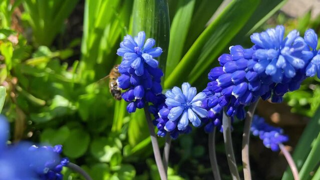 A bee on a blue grape hyacinth in green nature, pollinating a hepatica in the garden