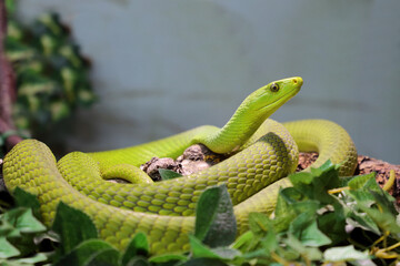 Gewöhnliche Mamba / Eastern green mamba / Dendroaspis angusticeps