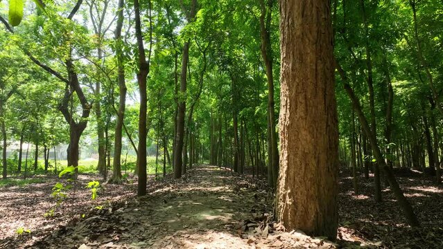 forst path way wood route. wood forest in spring smooth video footage, North bengal, Borendra, Bangladesh