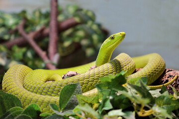 Gewöhnliche Mamba / Eastern green mamba / Dendroaspis angusticeps