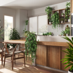 Fototapeta premium Blurred background, wooden kitchen with island, chairs, windows and appliances. Love for plants concept, many houseplants. Urban jungle interior design