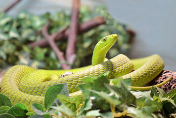 Gewöhnliche Mamba / Eastern green mamba / Dendroaspis angusticeps