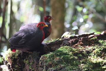 Crimson-headed partridge (Haematortyx sanguiniceps) in Sabah, North Borneo 