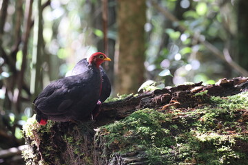 Crimson-headed partridge (Haematortyx sanguiniceps) in Sabah, North Borneo 