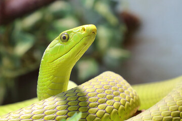 Gewöhnliche Mamba / Eastern green mamba / Dendroaspis angusticeps