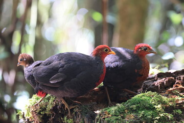 Crimson-headed partridge (Haematortyx sanguiniceps) in Sabah, North Borneo 