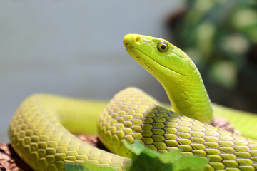 Gewöhnliche Mamba / Eastern green mamba / Dendroaspis angusticeps