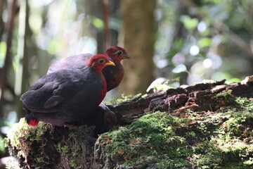 Crimson-headed partridge (Haematortyx sanguiniceps) in Sabah, North Borneo 