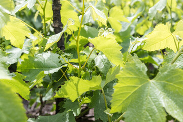 Detail of vine branches with lush green leaves and small shoots of bunches of grapes. Grapes growing, time of year, spring.