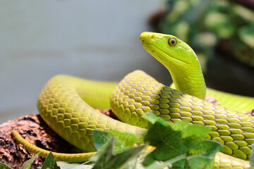 Gewöhnliche Mamba / Eastern green mamba / Dendroaspis angusticeps