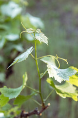Detail of vine branches with lush green leaves and small shoots of bunches of grapes. Grapes growing, time of year, spring.