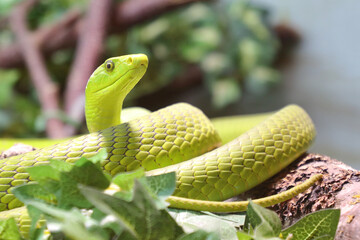 Gewöhnliche Mamba / Eastern green mamba / Dendroaspis angusticeps