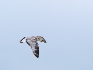 seagull