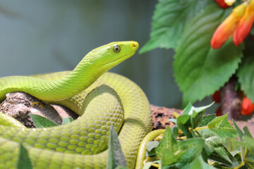 Obraz premium Gewöhnliche Mamba / Eastern green mamba / Dendroaspis angusticeps