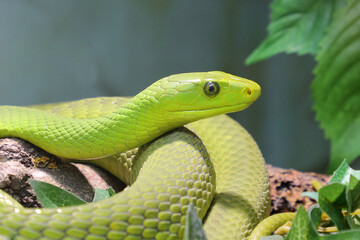 Obraz premium Gewöhnliche Mamba / Eastern green mamba / Dendroaspis angusticeps
